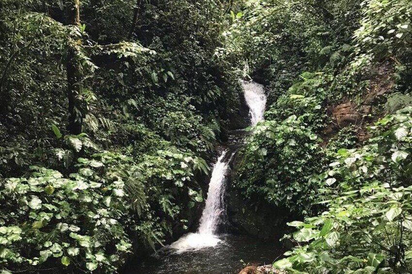 Hiking in the Cloud Forest