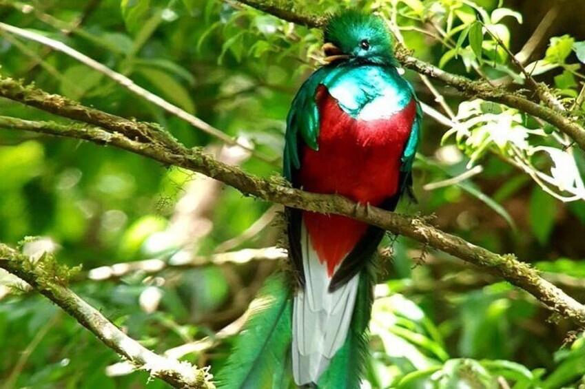 Hiking in the Cloud Forest