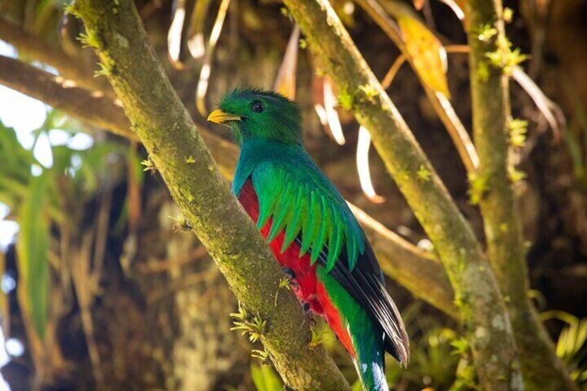 Cloud Forest Adventure: Hike the Mystical Canopy!