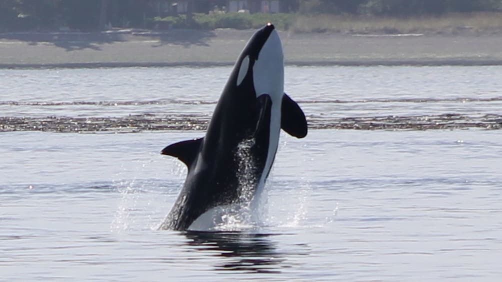 orca whale jumping out of the water on the San Juan Whale watching cruise in Washington 