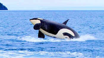 San Juan Whale Watching Tour from Seattle