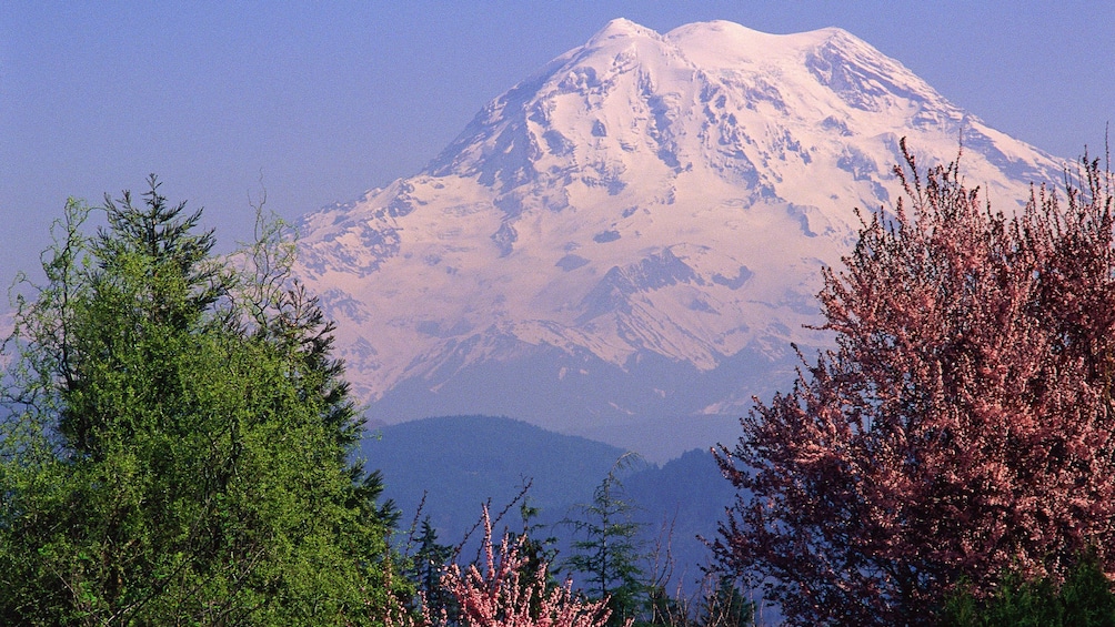 Mount Rainier through two trees