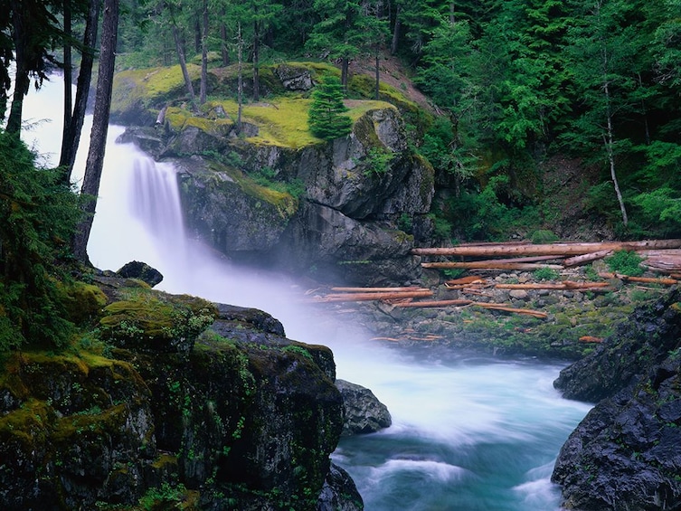 Mt. Rainier Full-Day Tour