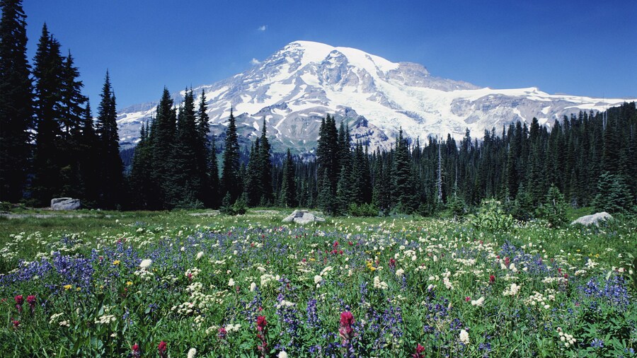 Wild flowers with Mount Rainier in Washington