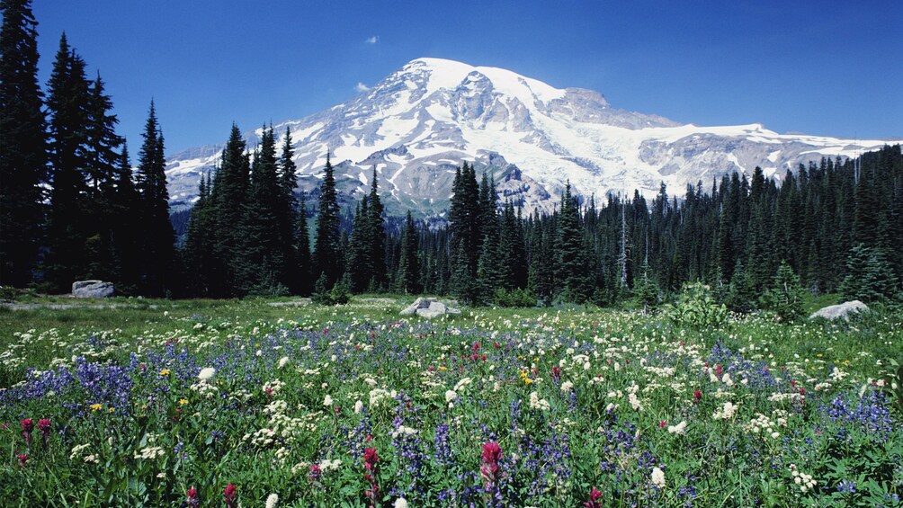 Wild flowers with Mount Rainier in Washington 