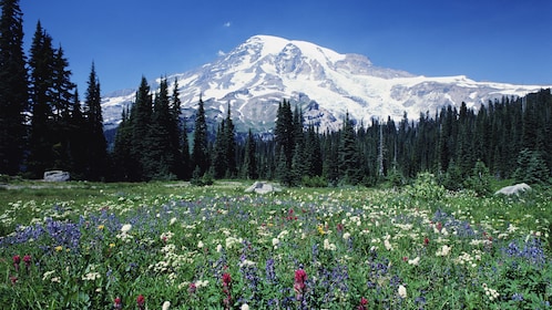 Tagestour zum Mount Rainier