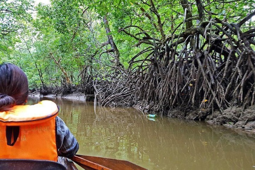 The mangrove riverbed