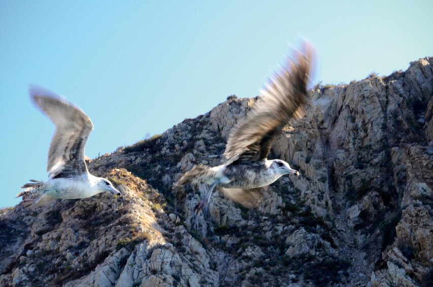 Los Cabos Deluxe City Tour with Lunch