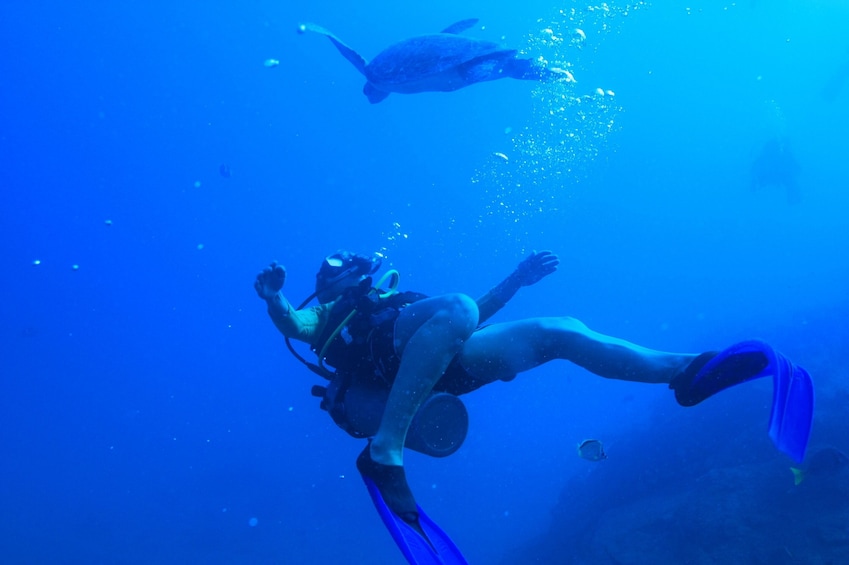 Los Cabos 2-Tank Customized Dive for Experienced Divers