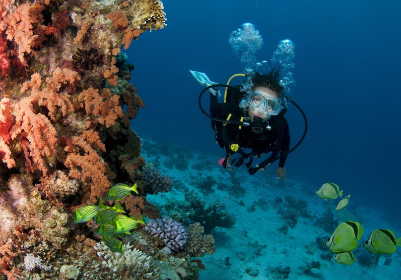 Los Cabos 2-Tank Customized Dive for Experienced Divers