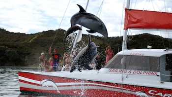 Bay of Islands Sailing & Wildlife Cruise