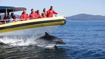 Bruny Island Tour & Wilderness Cruise from Hobart