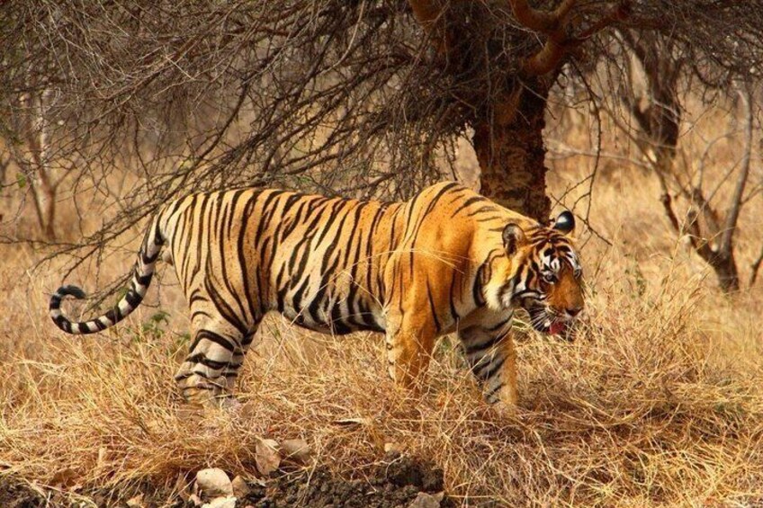 2 Days Ranthambore Tiger Safari with Tickets