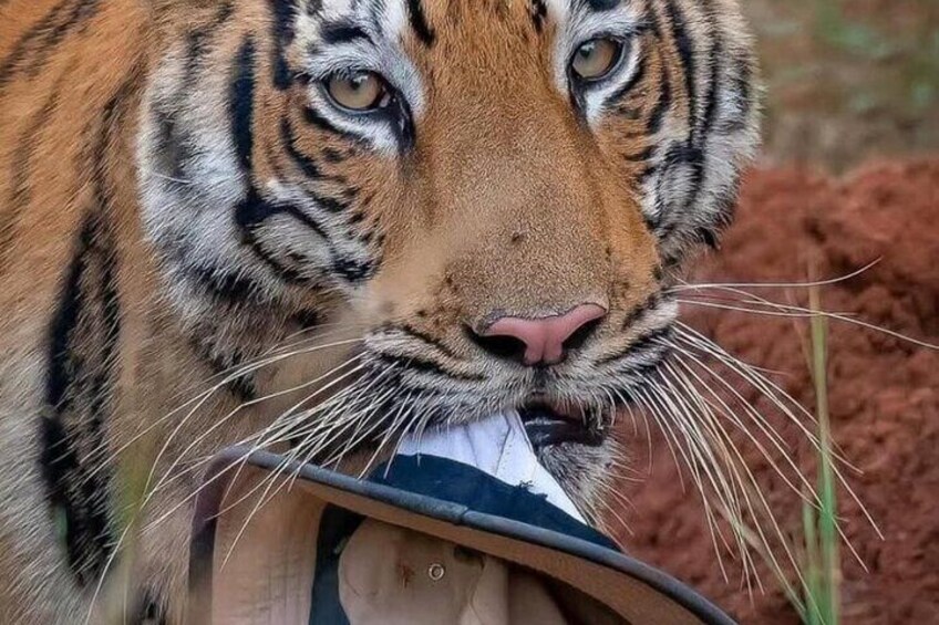 2 Days Ranthambore Tiger Safari with Tickets
