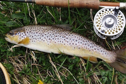 Wild Brown trout fly fishing with guide on Lough Corrib, County Galway.