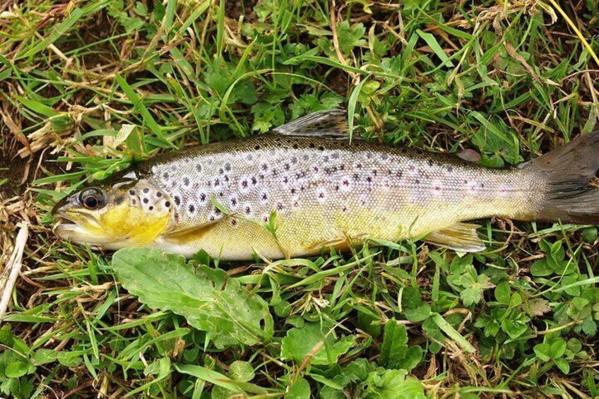 Brown trout fly fishing with fishing guide on Lough Corrib, County Galway. 1 day