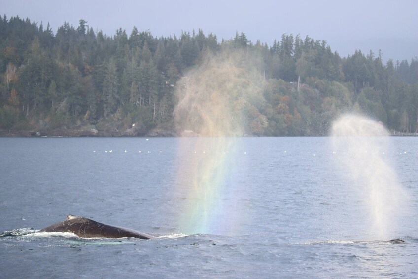 Vancouver Whale Watching Safari