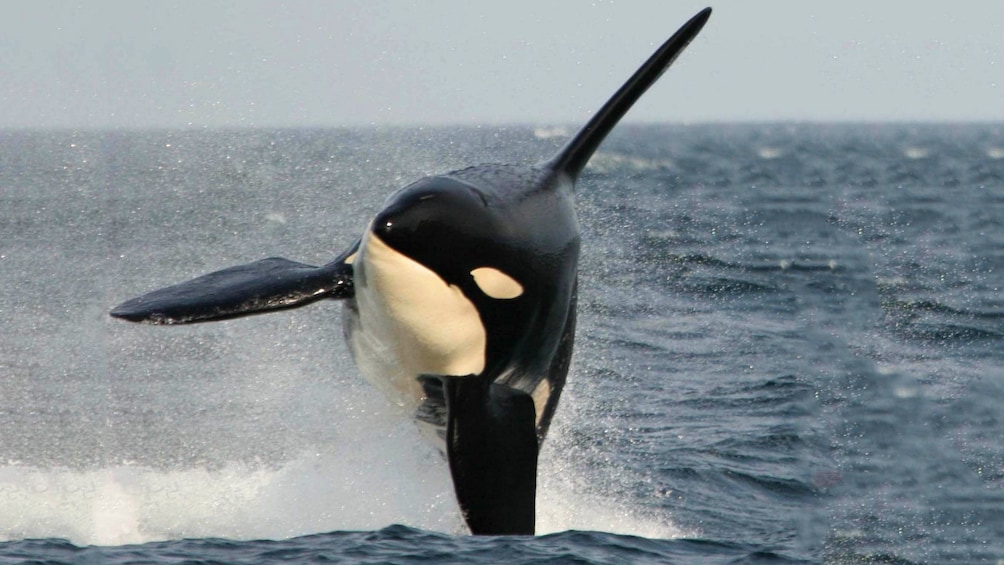 Orca jumping in the water in Vancouver