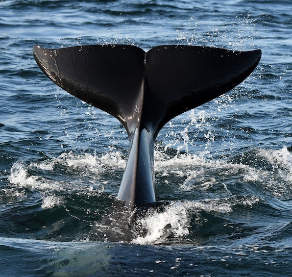 Vancouver Whale Watching Safari