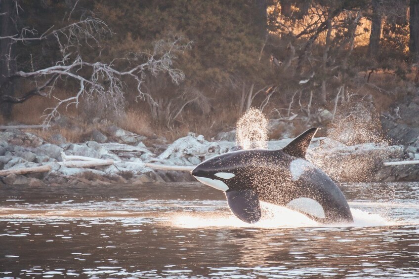 Vancouver Whale Watching Safari