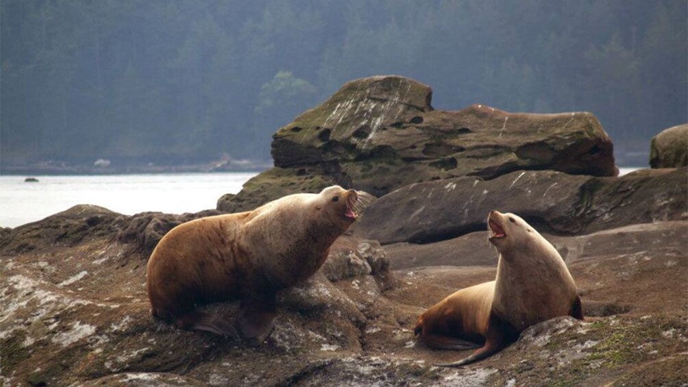 Seals on land in Vancouver