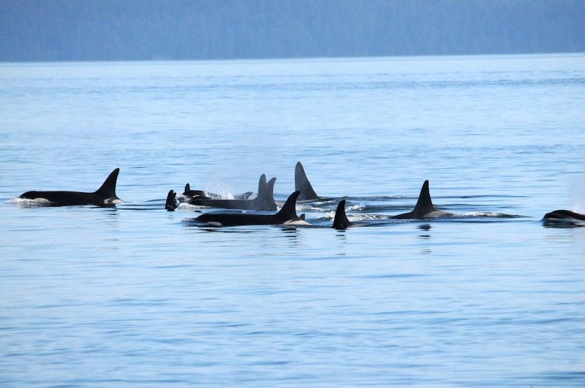 Vancouver Whale Watching Safari