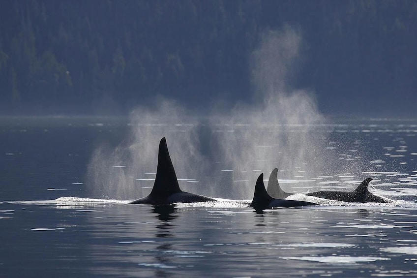 Half-Day Whale Watching (Victoria, BC)