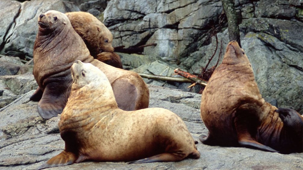 Sea lions lounging on rocks in Victoria