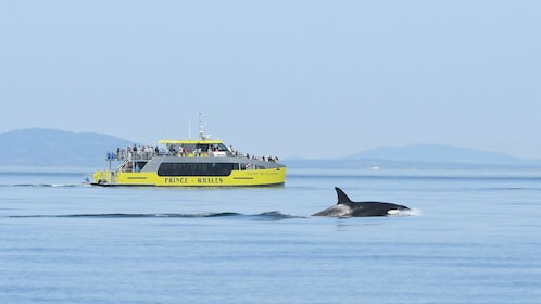 Osservazione delle balene di mezza giornata (Victoria, BC)