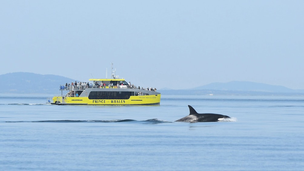 Victoria Whale Watching Adventure with Free Photos