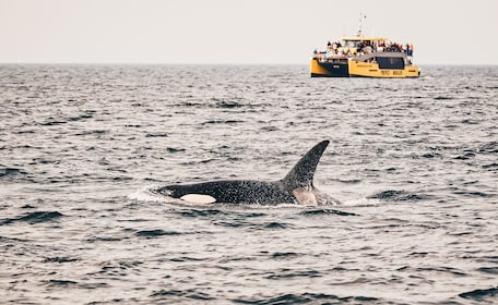 Avistamiento de ballenas de medio día (Victoria, BC)