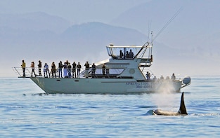 Whale Watching Tour by Ocean Cruiser from Victoria