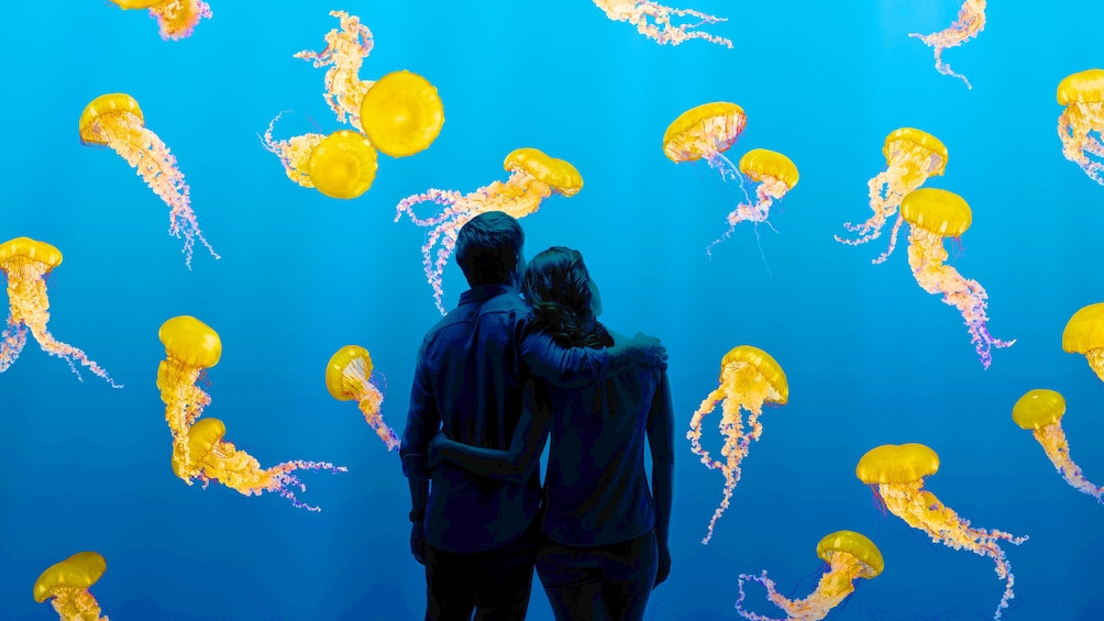 Couple looks at Jellyfish display
