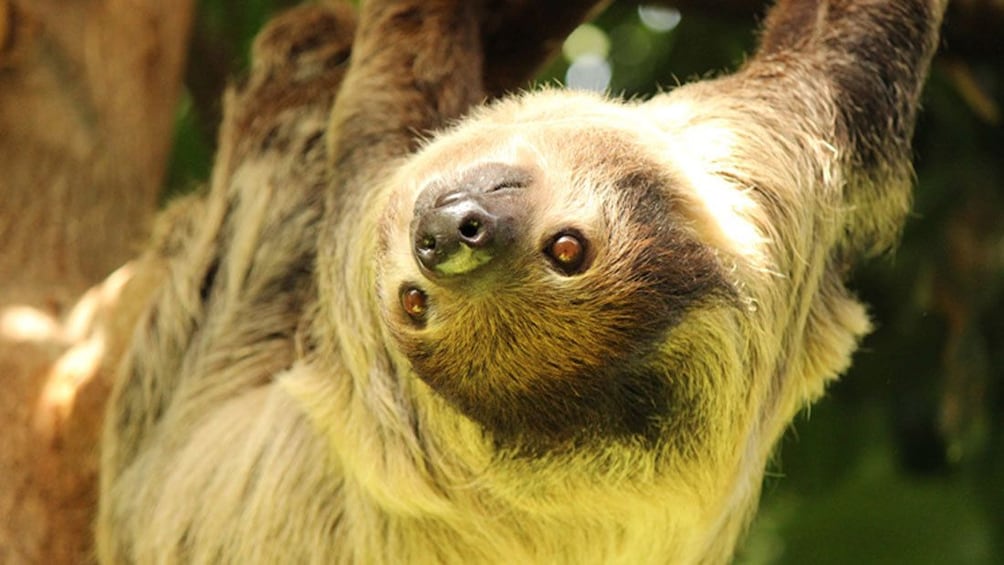 A hanging sloth at the Vancouver Aquarium in Canada