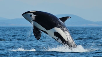 Vancouver Whale Watching Marine Wildlife Tour