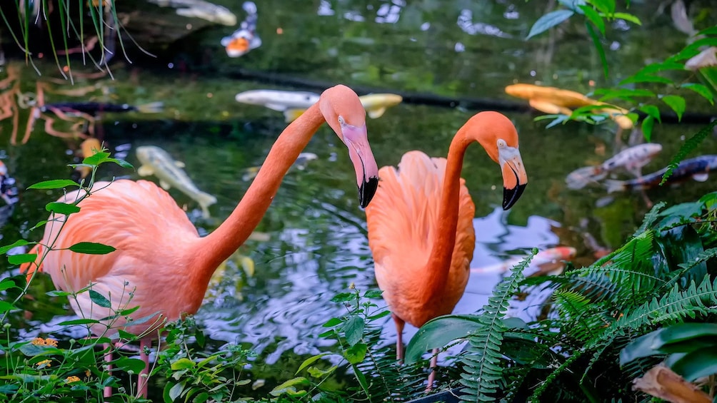 Pair of pink flamingos at Victoria Butterfly Gardens in Victoria