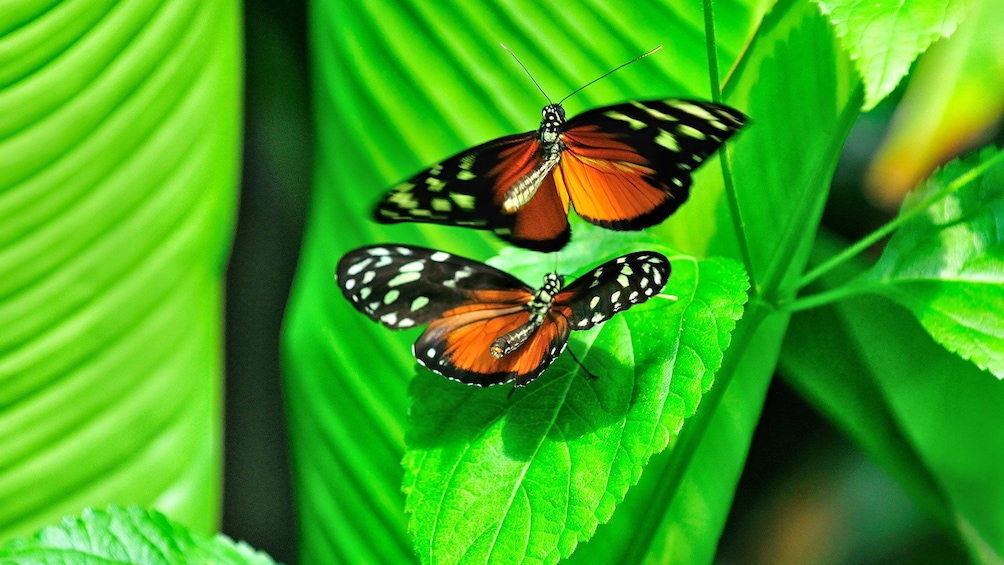 Bright orange, black and white Butterfly at the Victoria Butterfly Gardens on Vancouver Island, BC, Canada.