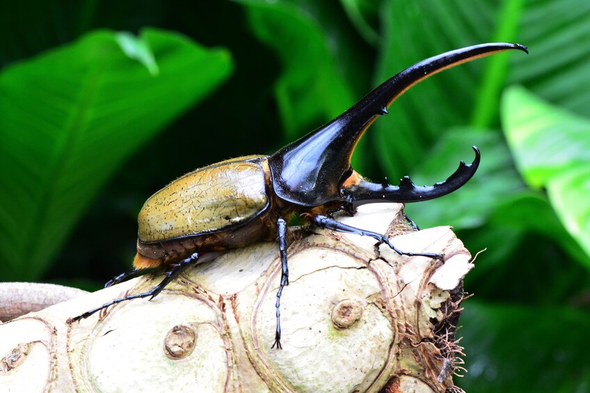 Victoria Butterfly Gardens