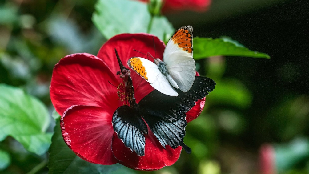 Pair of butterflies on a red flower at Victoria Butterfly Gardens in Victoria