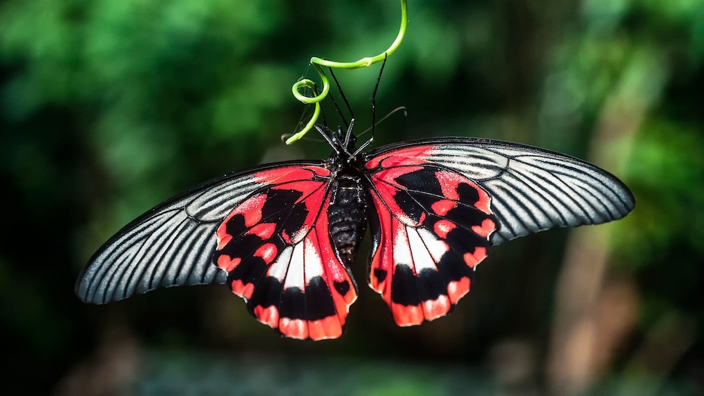 Red and black butterfly at Victoria Butterfly Gardens in Victoria