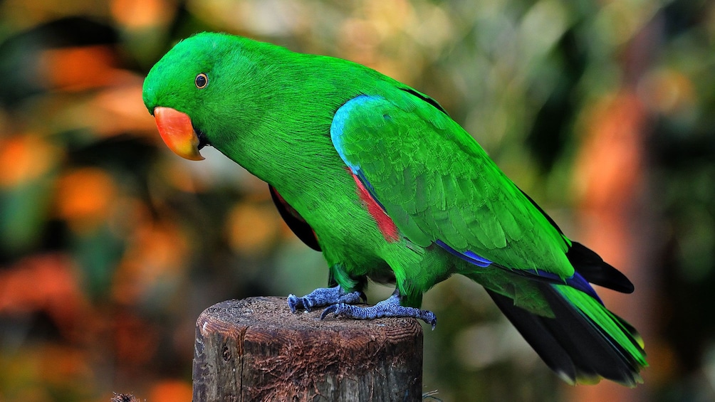 Green parrot at Victoria Butterfly Gardens in Victoria