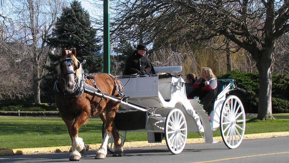 Show item 1 of 7. Horse drawn carriage along a tree-lined street in Victoria