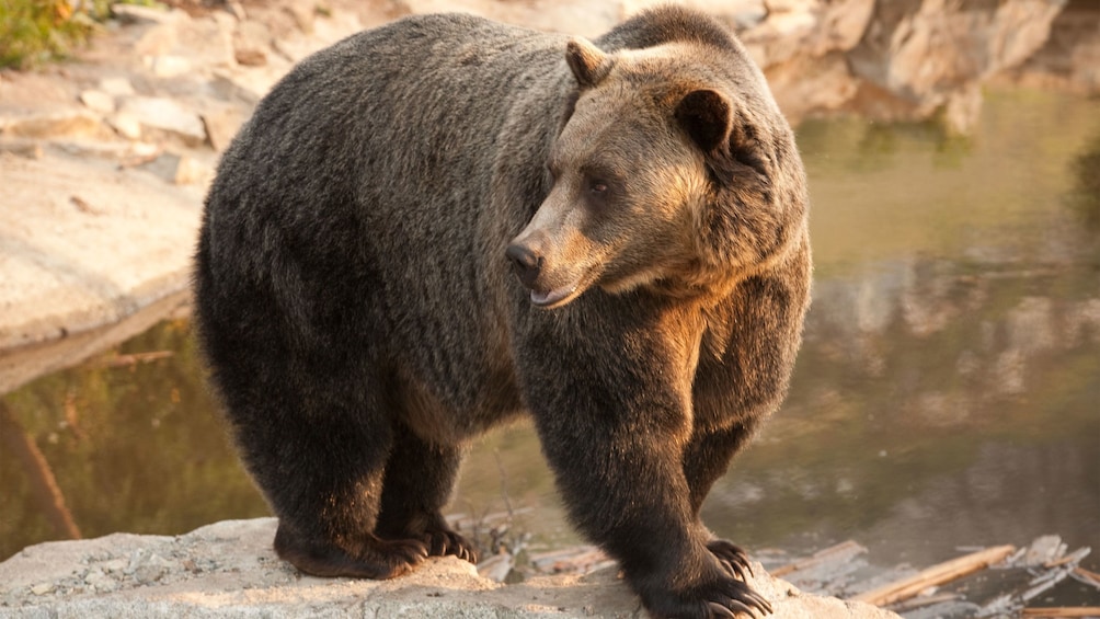 Bear at the Vancouver zoo