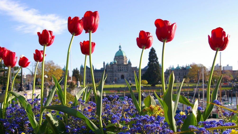 Red tulips at the garden in Vancouver