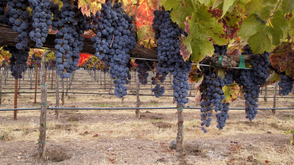 Grapes from a vineyard in Saint Emilion