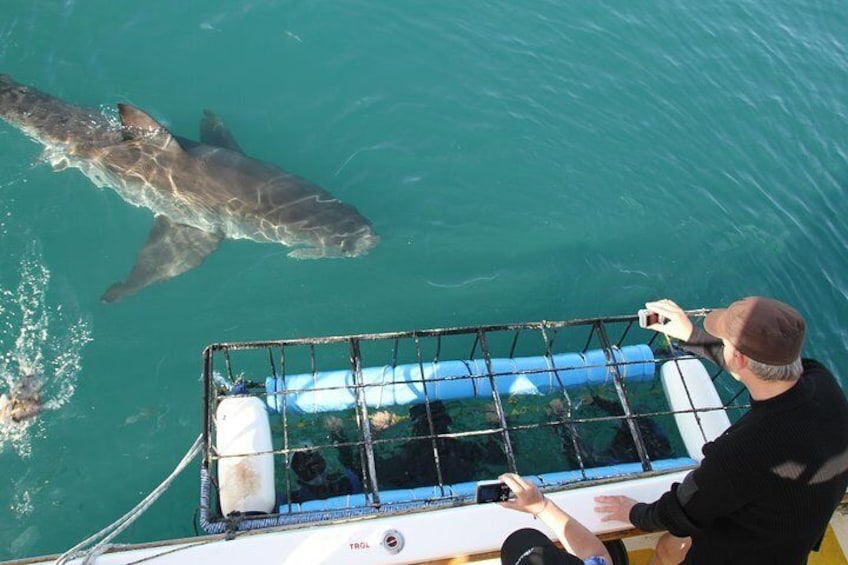 Awesome action of YOU going eye to eye with a great white from our cage