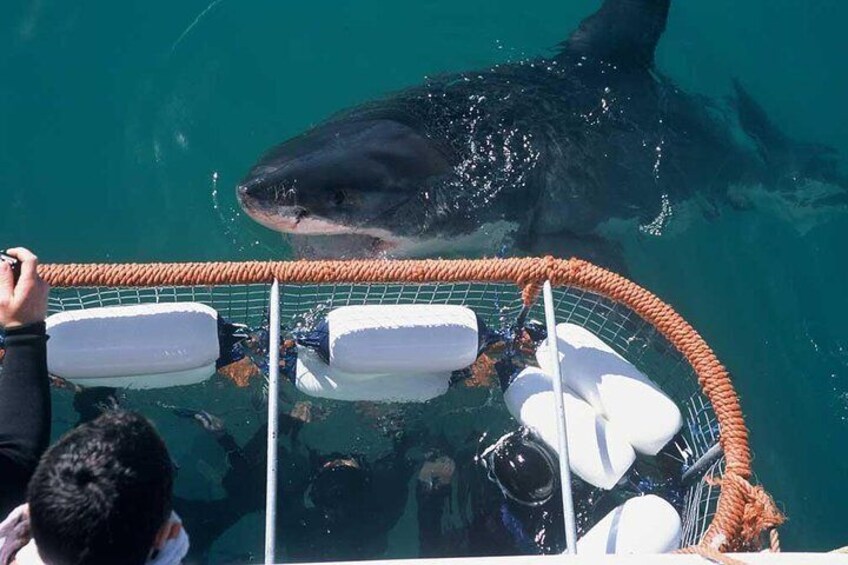 Great white action with view from the cage
