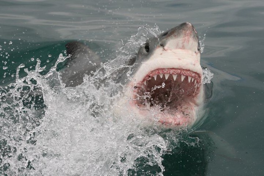 A great white spyhopping near the boat