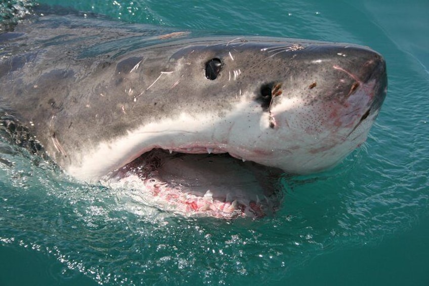 A great white approaches the boat.