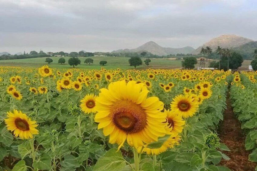Sunflower at Khao Yai